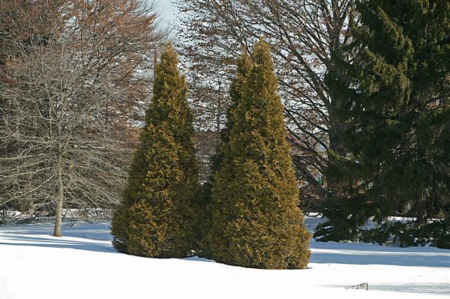 Spring Grove Western red-cedar trees